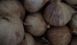 黑蒜的制作方法视频,传统与现代的完美融合